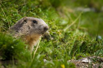 A cute marmot in the alps