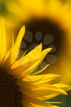 sunflower close up at a sunny day