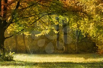 autumn forest in the morning light