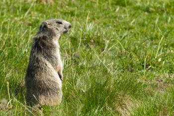 A cute marmot in the alps