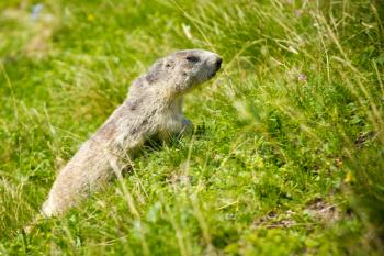 A cute marmot in the alps