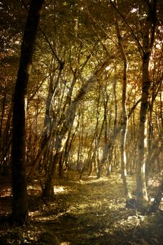 Deep forest in the morning light