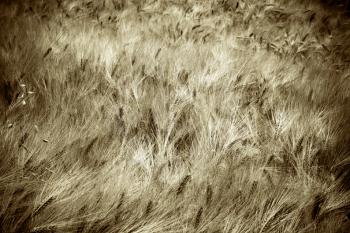 wheat field in the wind