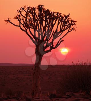Royalty Free Photo of a Tree in Africa