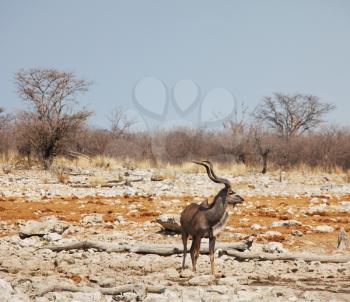 Royalty Free Photo of an Antelope