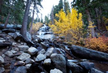 Royalty Free Photo of a Forest in Autumn