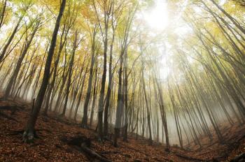 Royalty Free Photo of a Forest in Autumn