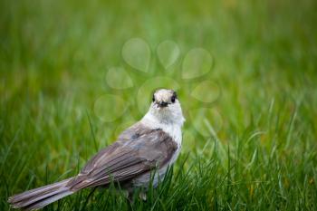 Royalty Free Photo of a Bird