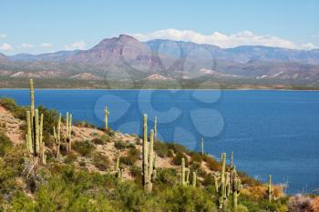 Royalty Free Photo of Cacti by a Lake