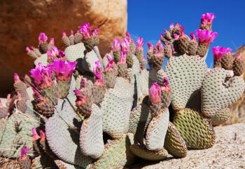 Royalty Free Photo of Cacti