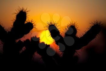 Royalty Free Photo of Cacti at Sunset