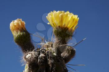 Royalty Free Photo of a Blooming Cactus