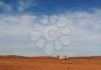 Royalty Free Photo of a Camel in the Sahara Desert