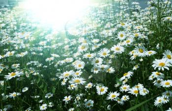 Royalty Free Photo of a Field of Chamomile