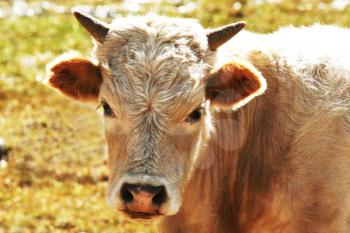 Royalty Free Photo of a Cow