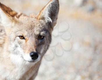 Royalty Free Photo of a Coyote