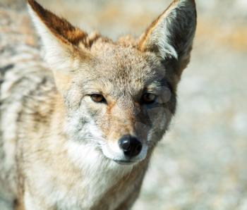 Royalty Free Photo of a Coyote
