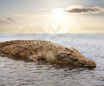 Royalty Free Photo of a Crocodile