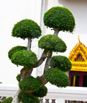 Royalty Free Photo of a Tree in a Thai Temple