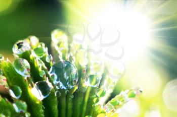 Royalty Free Photo of Dew on Grass