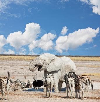 Royalty Free Photo of an Elephant and Zebras