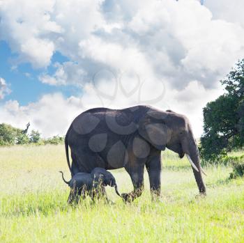 Royalty Free Photo of a Mother Elephant and Baby
