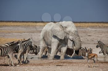 Royalty Free Photo of an Elephant and Zebras