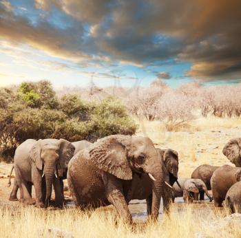 Royalty Free Photo of Elephants