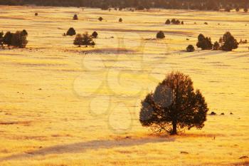 Royalty Free Photo of a Field