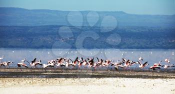 Royalty Free Photo of Flamingos