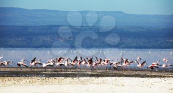 Royalty Free Photo of Flamingos