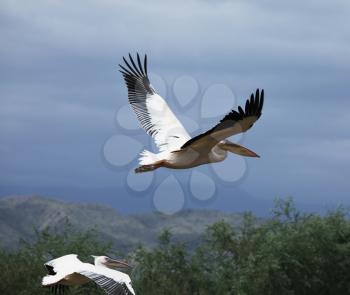 Royalty Free Photo of Flying Pelicans