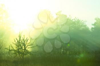 Royalty Free Photo of a Misty Forest