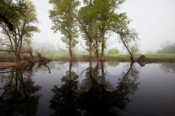 Royalty Free Photo of a Misty Forest and Pond