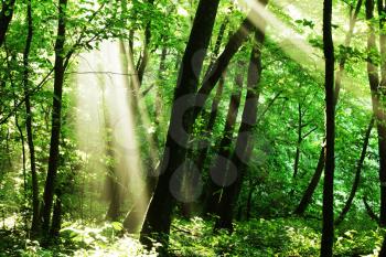 Royalty Free Photo of a Forest in Summer