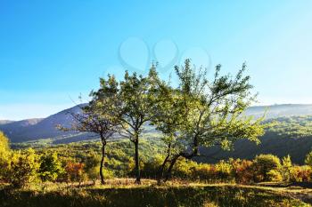 Royalty Free Photo of Trees in the Mountains