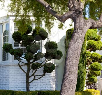 Royalty Free Photo of Trees Beside a House