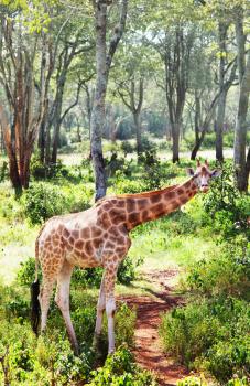 Royalty Free Photo of a Giraffe in the Savannah