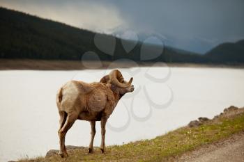 Royalty Free Photo of a Ram