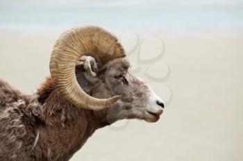 Royalty Free Photo of a Ram