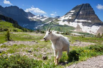 Royalty Free Photo of a Goat in Glacier National Park, USA