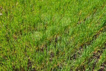 Royalty Free Photo of Grass