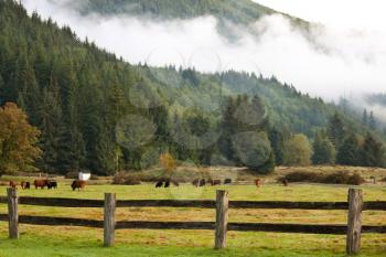 Royalty Free Photo of a Fenced in Field