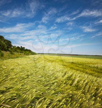 Royalty Free Photo of a Field