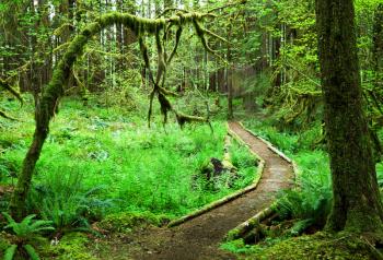 Royalty Free Photo of a Footpath Through a Redwood Forest
