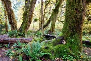 Royalty Free Photo of a Forest in Olympic Park, USA