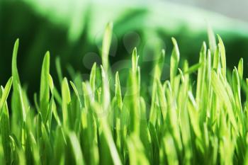 Royalty Free Photo of Grass