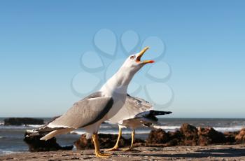 Royalty Free Photo of Seagulls
