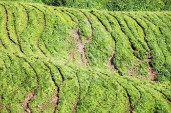 Royalty Free Photo of a Field of Hills