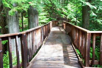 Royalty Free Photo of a Boardwalk in a Redwood Forest
